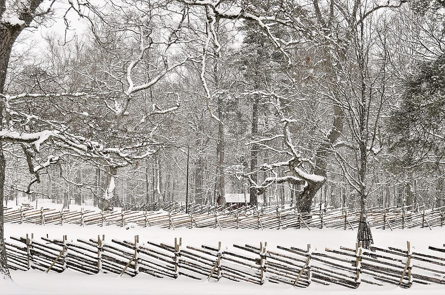 Snow Covered Forest, black-and-white, branches, cold, daylight HD wallpaper