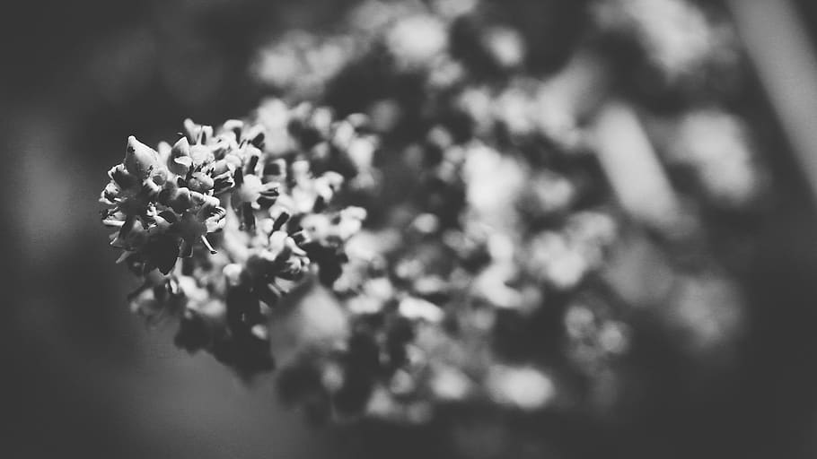 trees, lake, forest, leaves, life, flora, plant, flowering plant HD wallpaper
