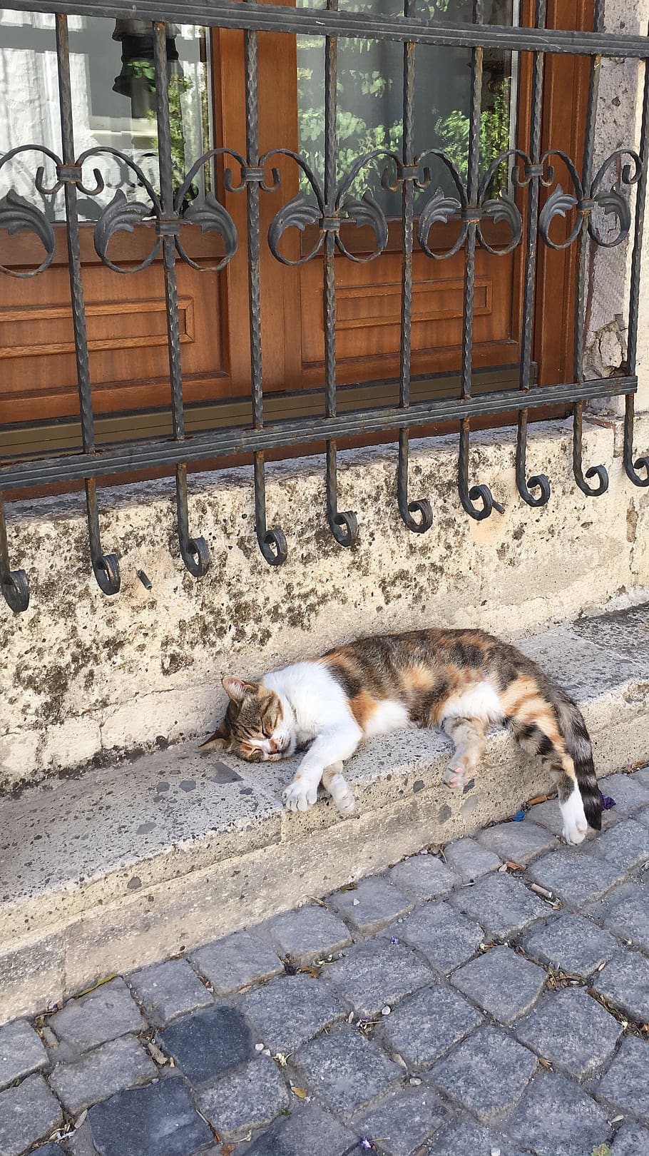 turkey, alaçatı, cat, mammal, domestic cat, animal themes HD wallpaper
