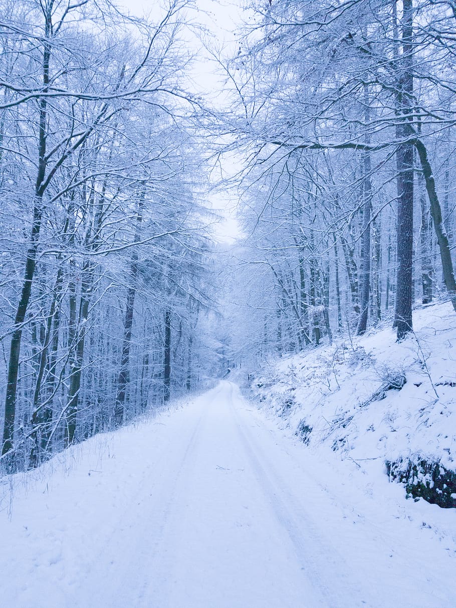 snow-covered trees, cold temperature, winter, road, the way forward HD wallpaper