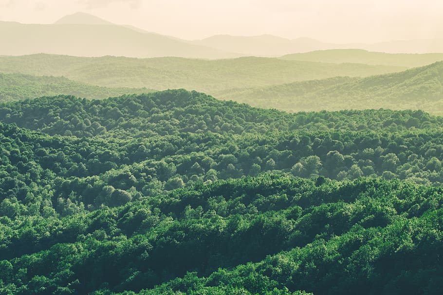 russia, tuapse, nature, trees, forest, horizon, green, hills HD wallpaper