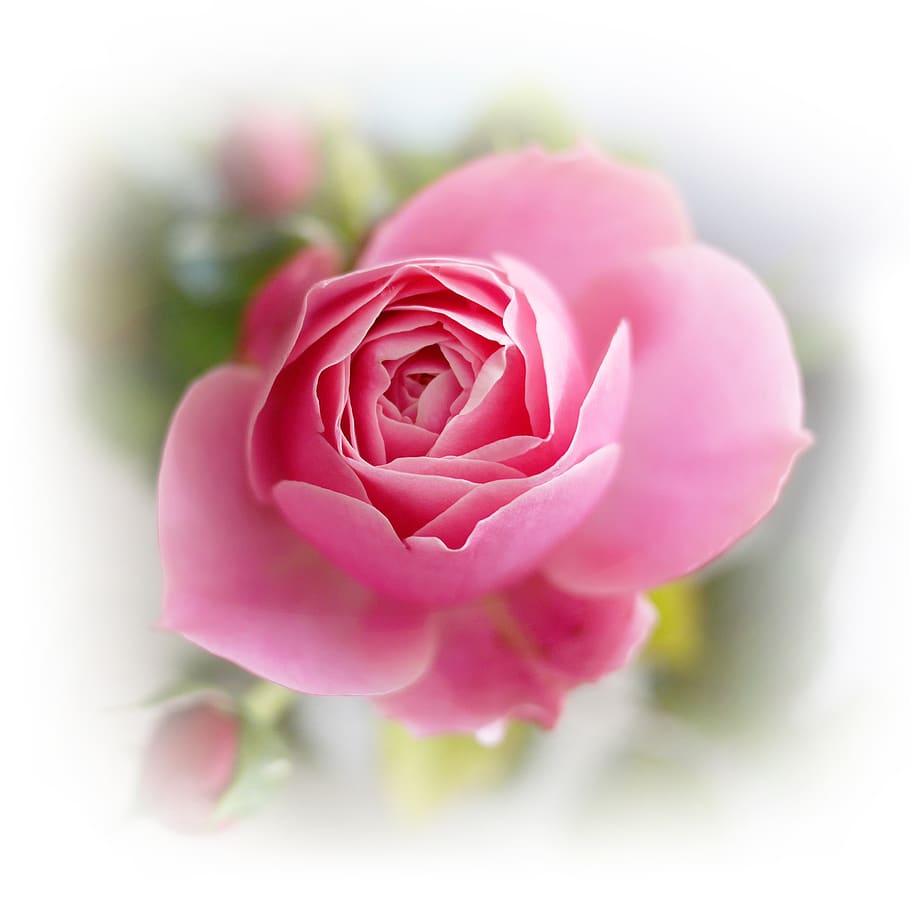 rose, flower, blossom, bloom, love, nature, rose bloom, plant HD wallpaper