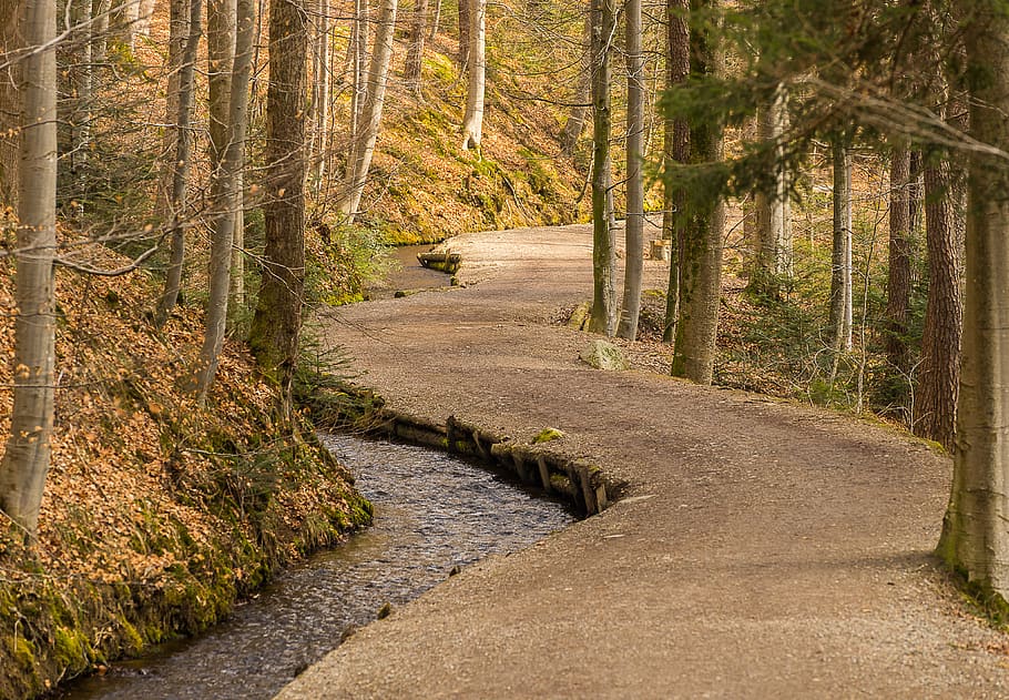 tree, wood, nature, forest path, road, structure, idyllic, the way forward HD wallpaper