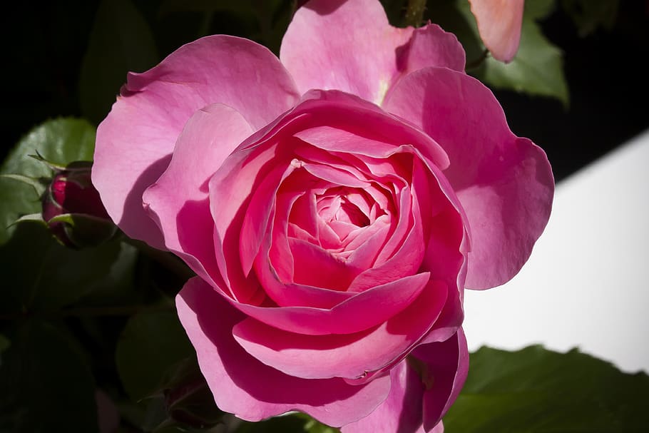 rose, flower, nature, flora, spring, blossom, bloom, ornamental plant HD wallpaper