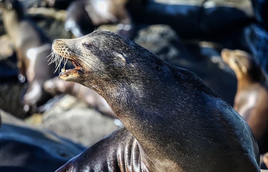 seal, animal, shore, animal themes, animal wildlife, animals in the wild HD wallpaper