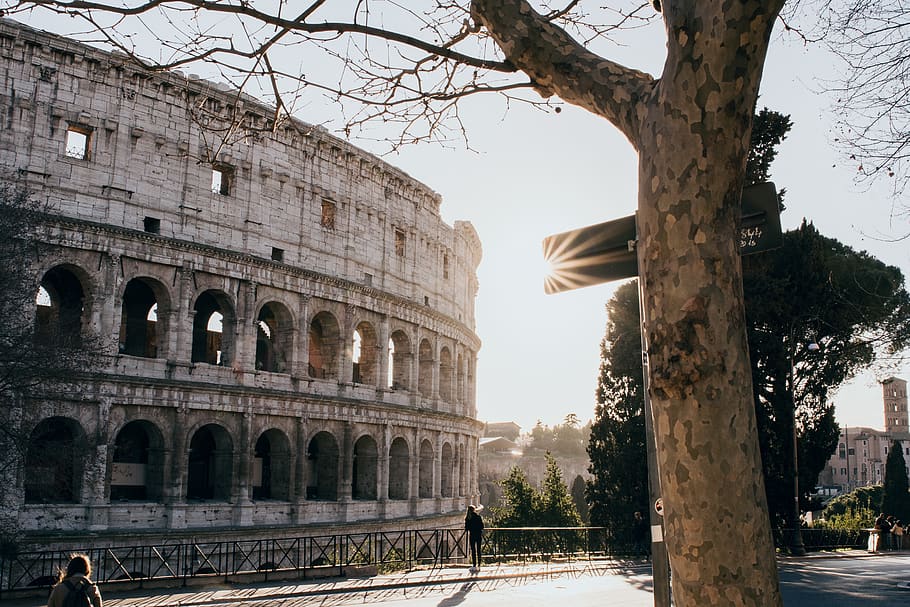 leafless tree near the Coliseum, history, architecture, the past HD wallpaper