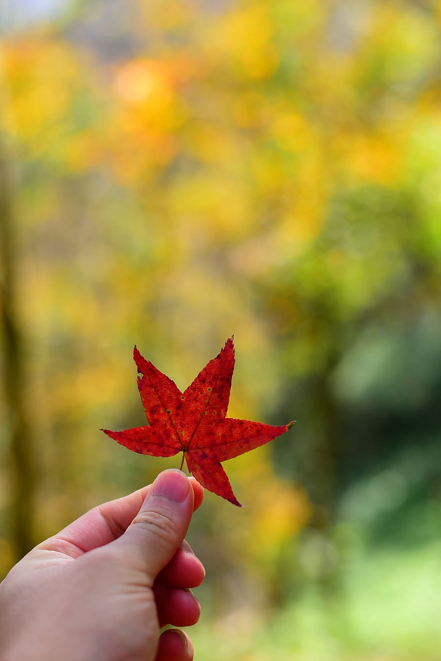 plant, leaf, maple, autumn, human hand, plant part, one person HD wallpaper