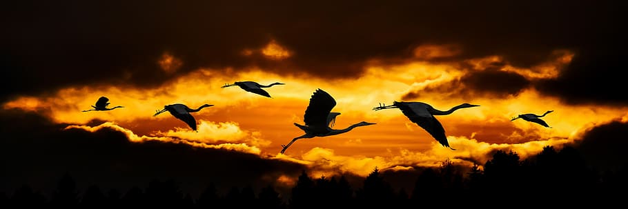 nature, sun, clouds, animals, bird, heron, flying, sunset, sunrise HD wallpaper