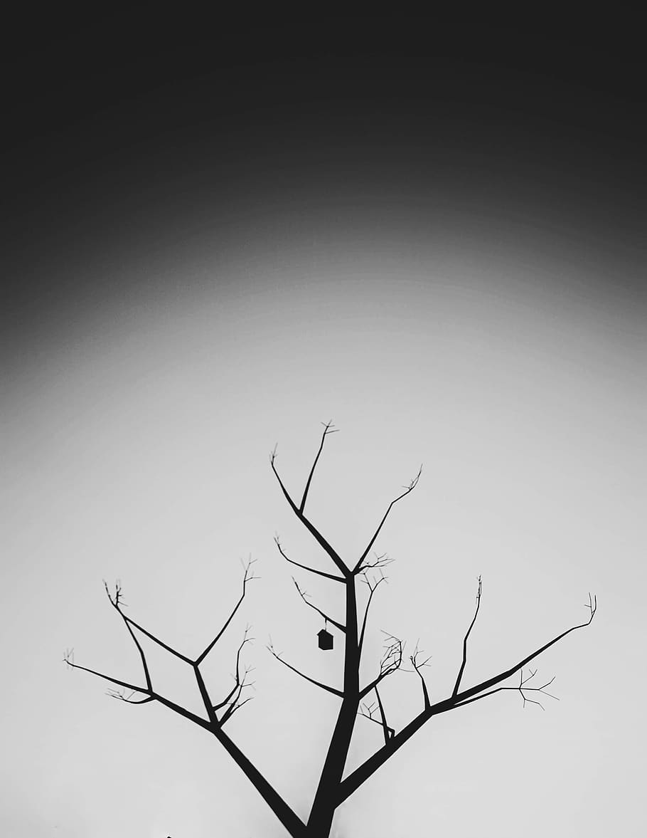 bare tree, silhouette, plant, calle federico garcía lorca, murcia, HD wallpaper