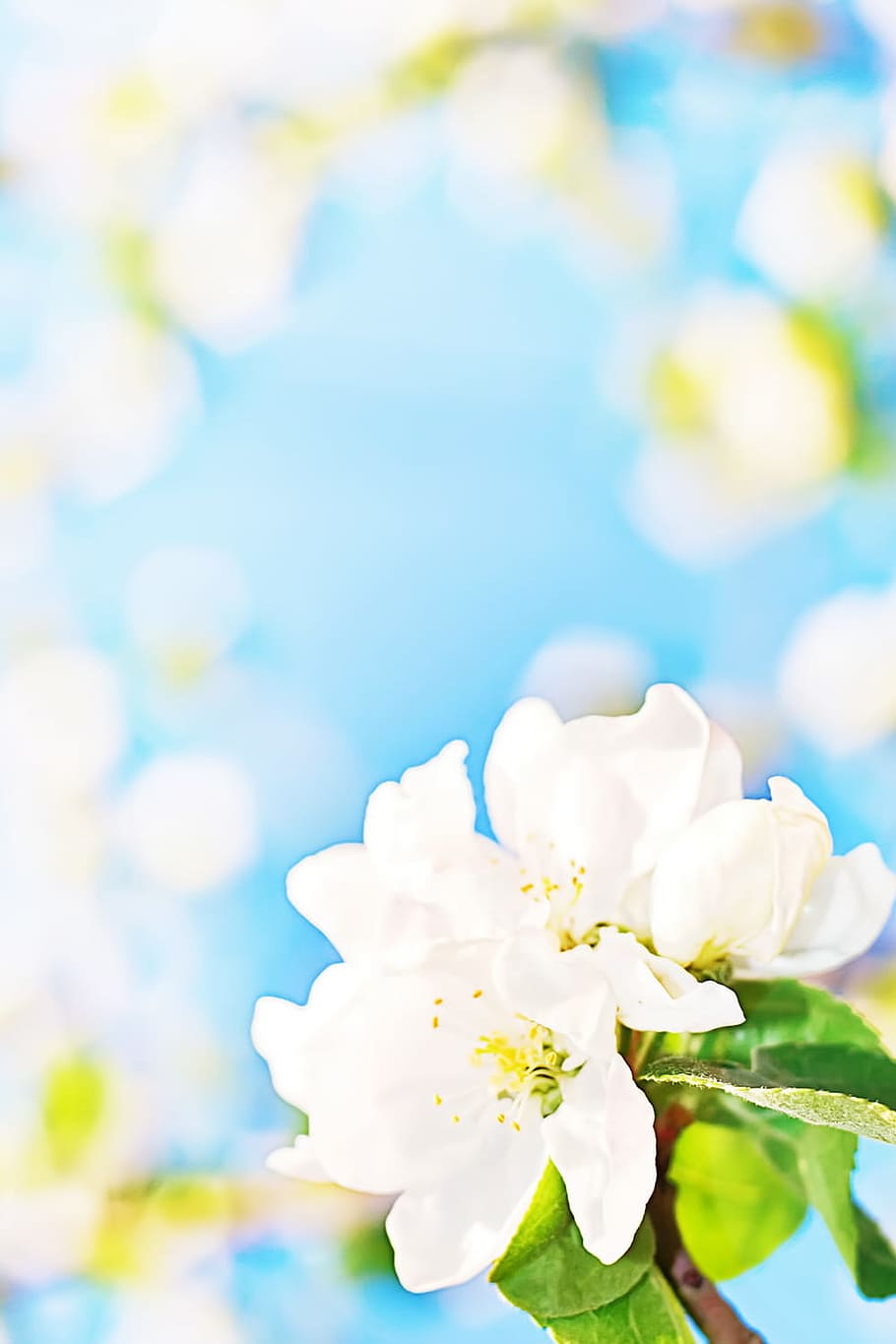 white, flowers, abstract, april, background, beautiful, bloom HD wallpaper