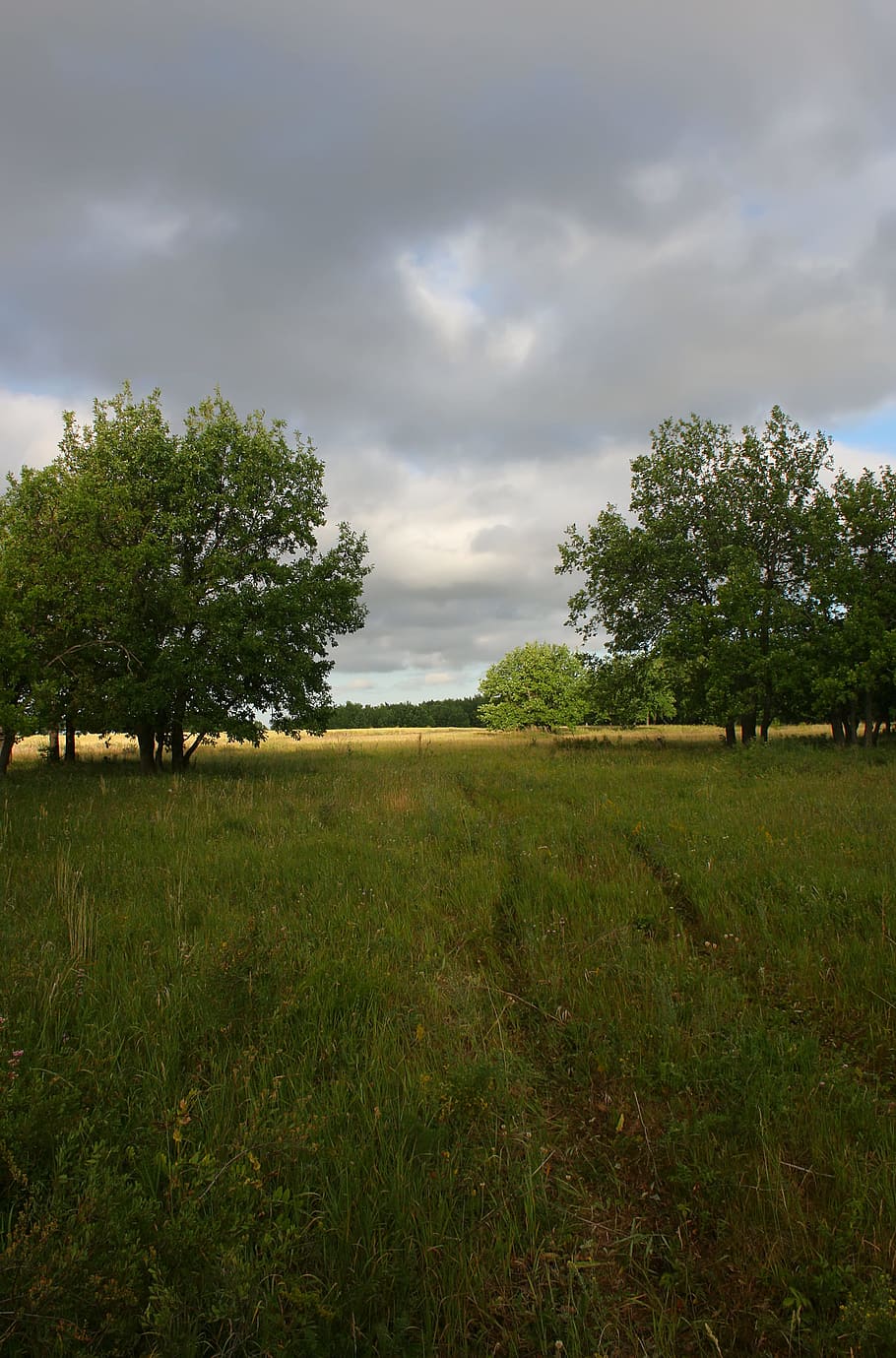 forest, green, landscape, nature, outdoor, summer, tall, tranquil HD wallpaper