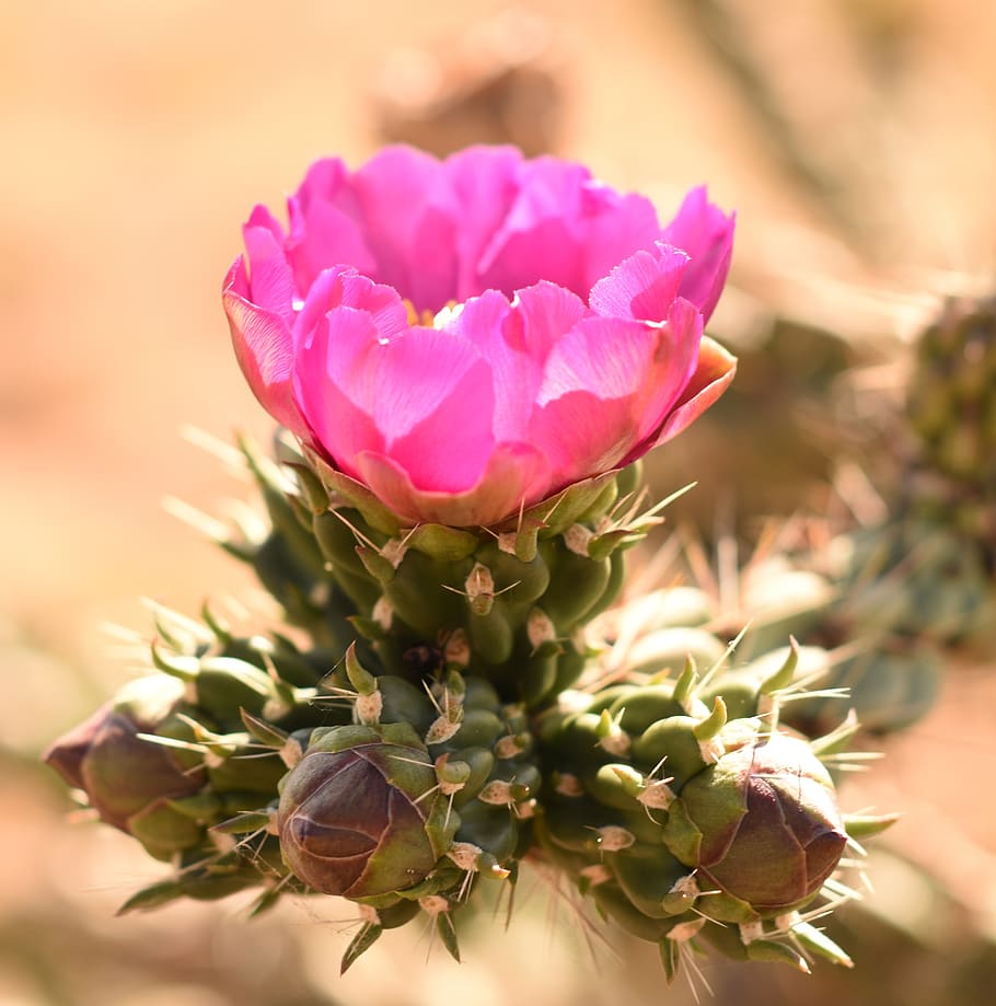 macro, cactus, plant, nature, flower, southwest, new mexico HD wallpaper