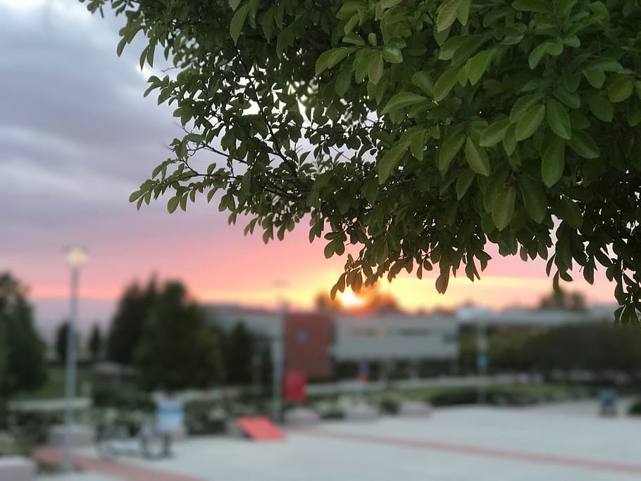 united states, hayward, tree, plant, nature, sky, no people HD wallpaper