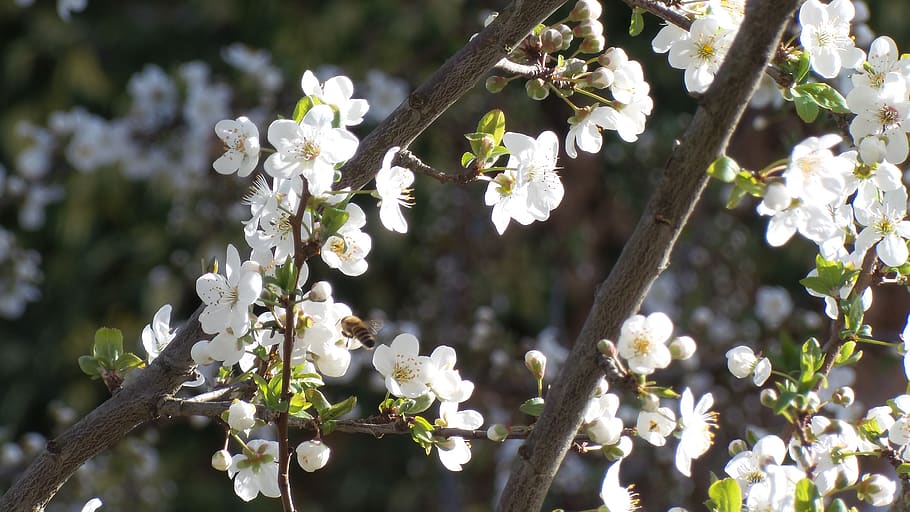 Hd Wallpaper: Bee, Flower Flowers, Plum, Blossom, Spring, Bloom, Branch 