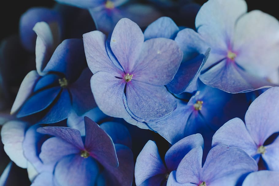 purple-petaled flower, flowering plant, fragility, vulnerability HD wallpaper