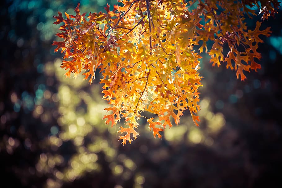 leaf's, autumn, fall, golden, nature, change, plant, beauty in nature HD wallpaper