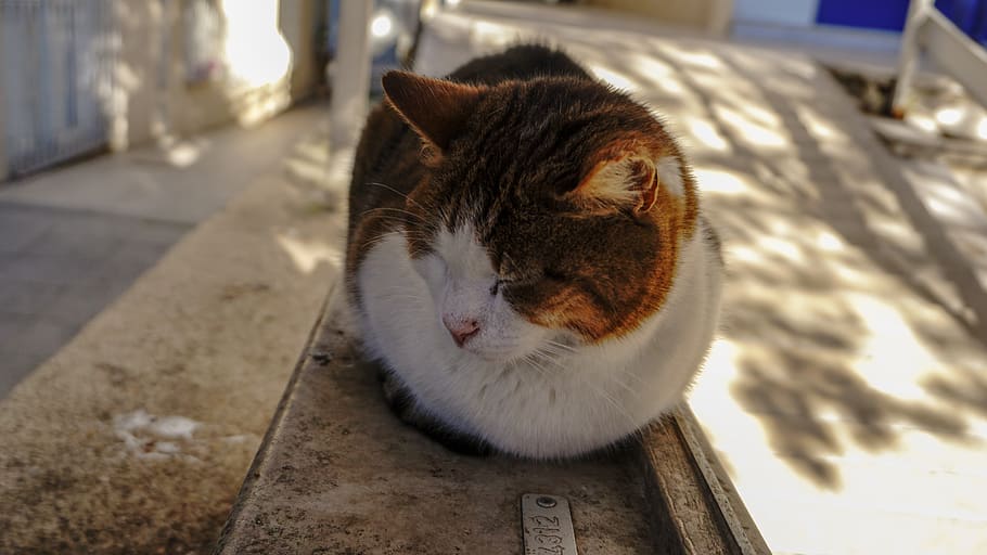 turkey, cat, domestic, pets, domestic cat, domestic animals HD wallpaper