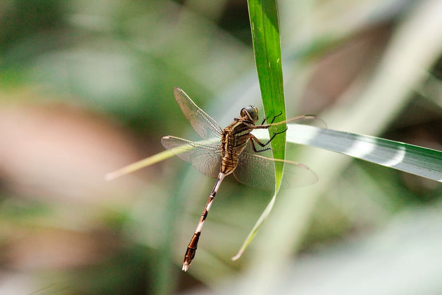 green, insect, nature, animal wildlife, animals in the wild HD wallpaper