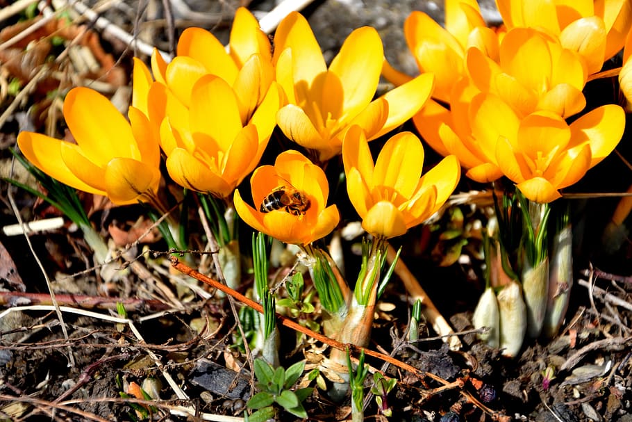 crocus, spring, bee, saffron, flower, flowering plant, fragility HD wallpaper