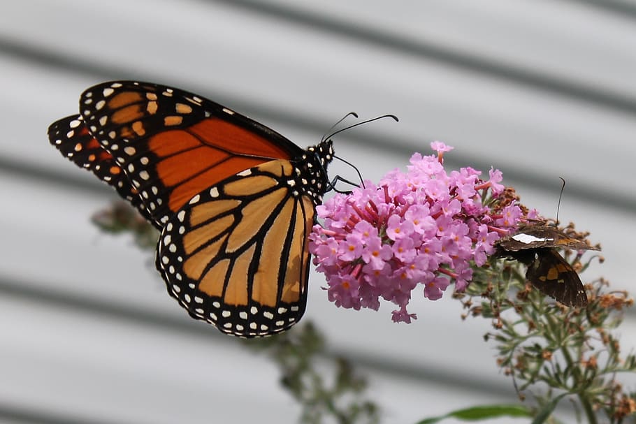 butterfly, monarch, thirsty, flower, fall, migration, invertebrate, HD wallpaper