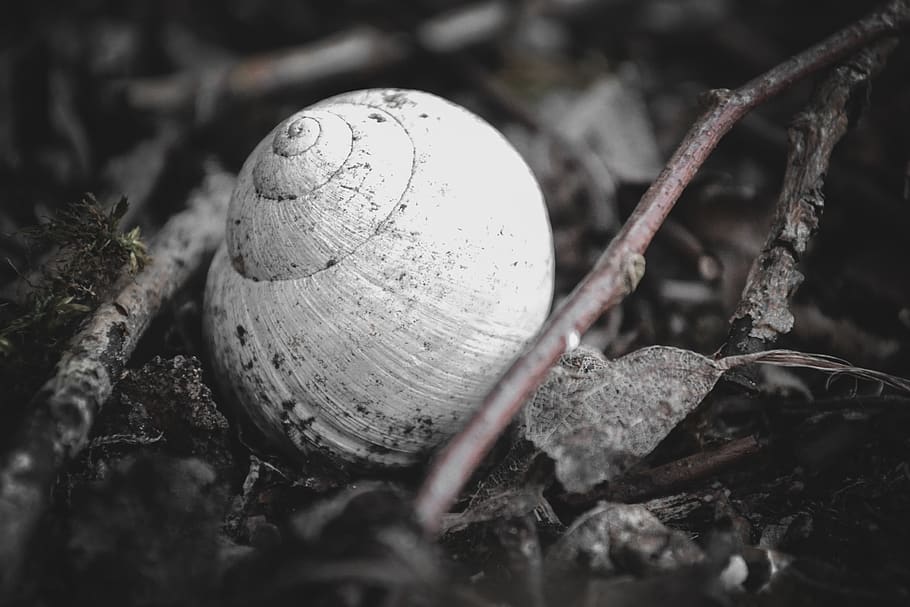 shell, macro, photo, photography, nature, snail, moss, spring HD wallpaper