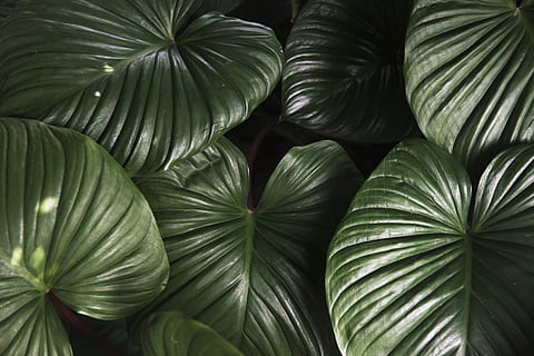 leaf, flora, nature, botanic, botanical, botany, ecology, environmental HD wallpaper