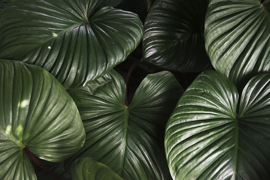 leaf, flora, nature, botanic, botanical, botany, ecology, environmental HD wallpaper