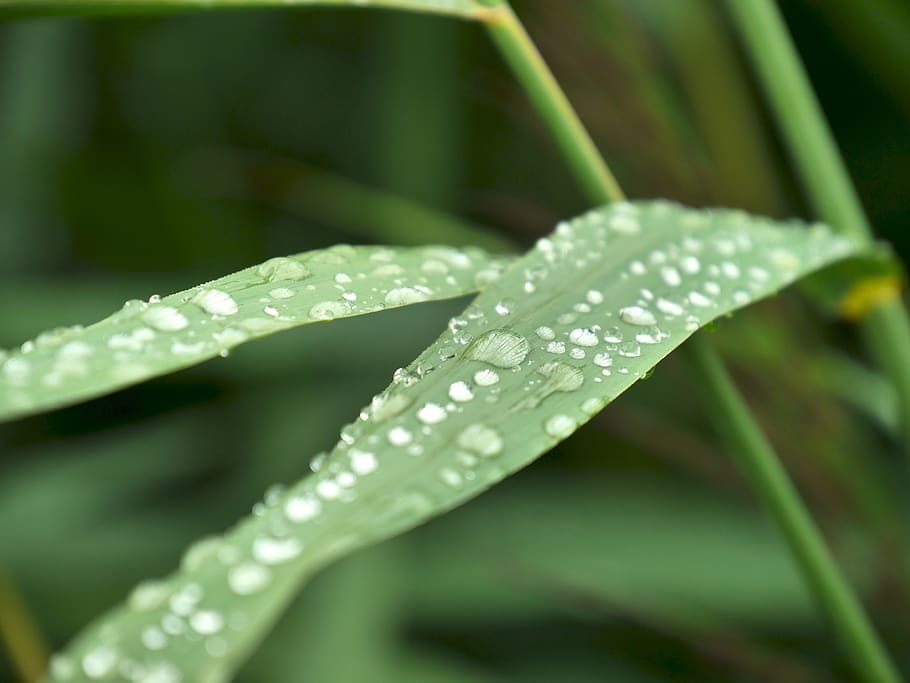 netherlands, oosterhout, drop, grass, spring, green, water HD wallpaper