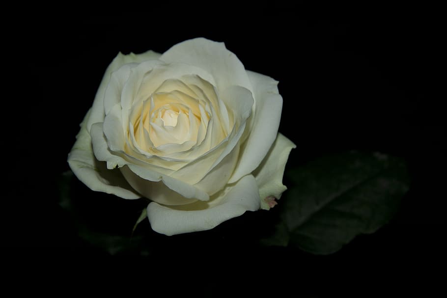 rose, flowers, white, black, dark, flora, gorgeous, flowering plant HD wallpaper