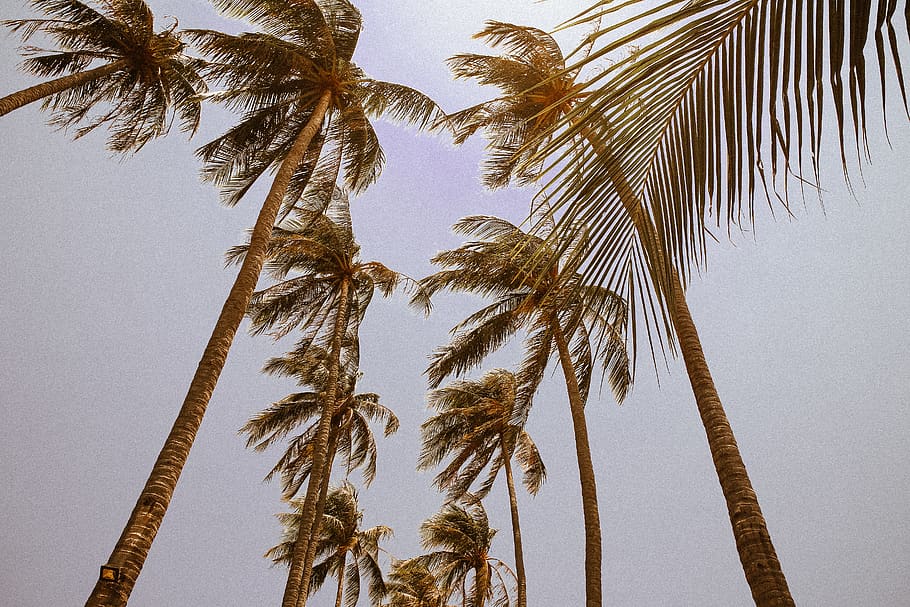 vietnam, phan thiet, mũi né, summer, holiday, wind, palmtrees, HD wallpaper