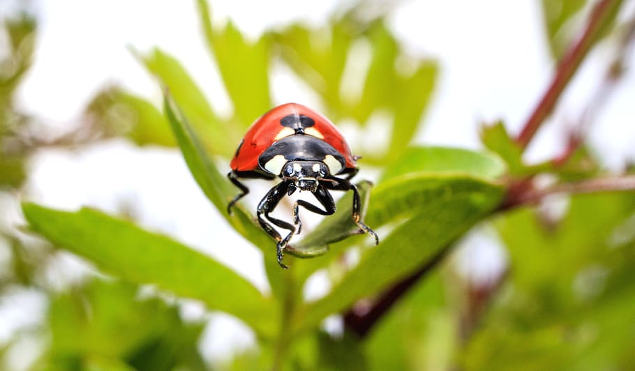 red and black bug, invertebrate, honey bee, animal, insect, garden spider HD wallpaper