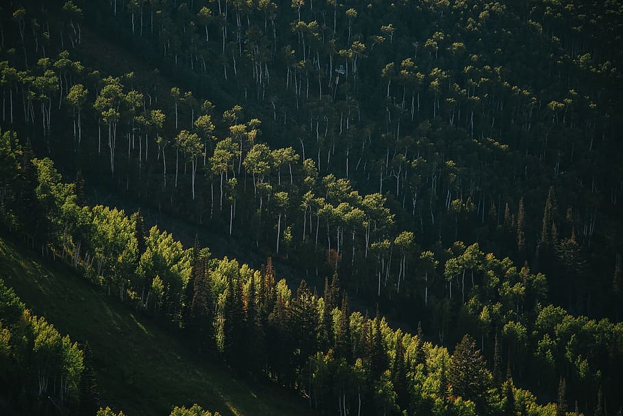 landscape, tree, nature, forest, grass, mountain, plant, field HD wallpaper