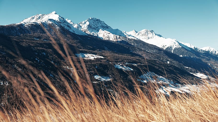 dried grasses facing mountain under blue sky, nature, outdoors HD wallpaper