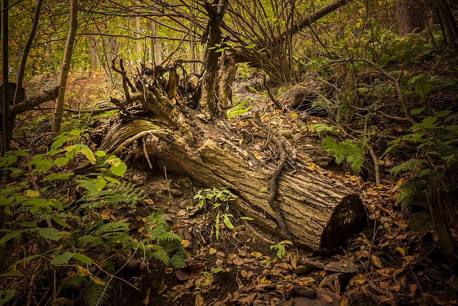 log, tree, forest, nature, leaves, plant, land, tree trunk HD wallpaper