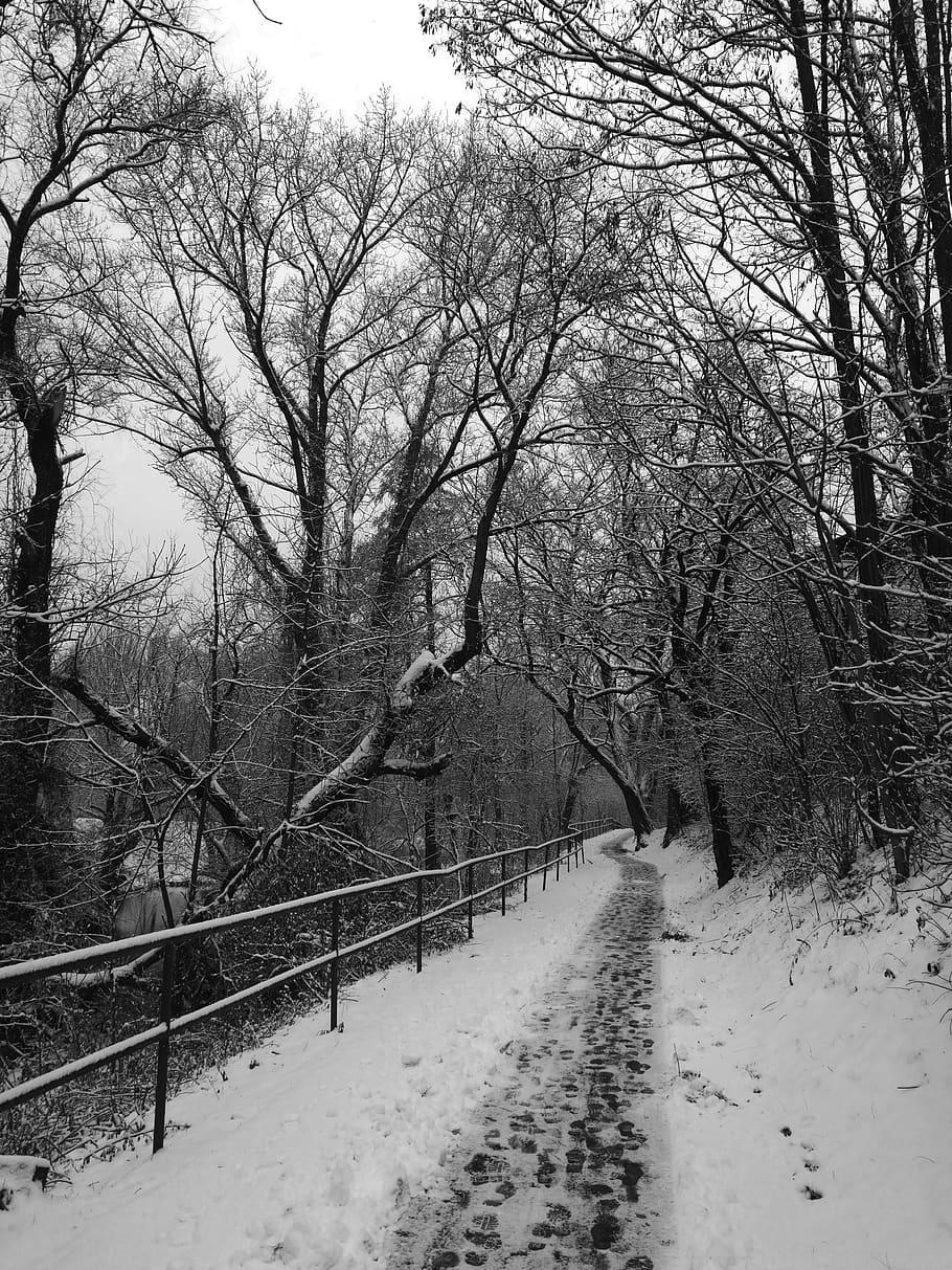 czechia, brno, river, sidewalk, trees, snow, cold temperature HD wallpaper