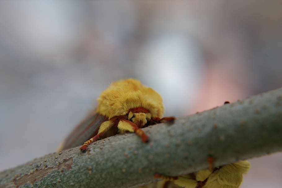 moth king, insect, orange, nature, plant, wings, yellow, garden HD wallpaper