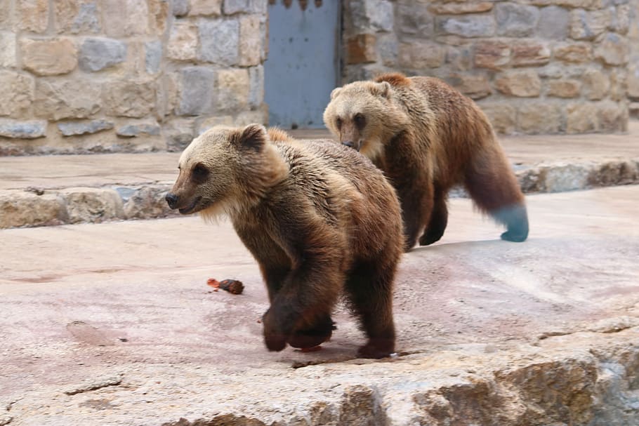 bears, brown, run, play, animal wildlife, mammal, animals in the wild HD wallpaper