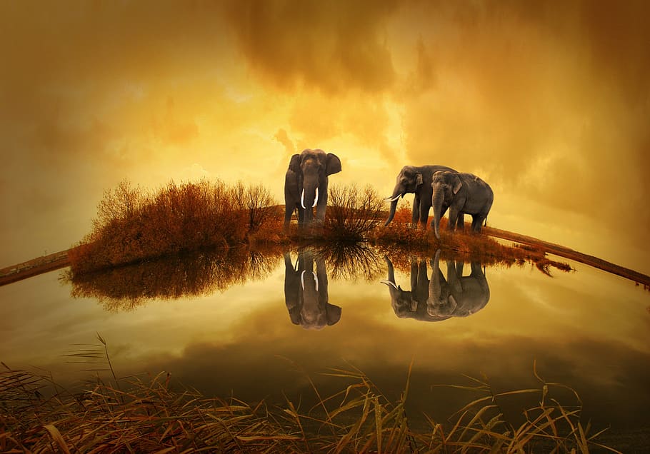 3 Grey Elephants Under Yellow Sky, animals, bushes, clouds, grass HD wallpaper