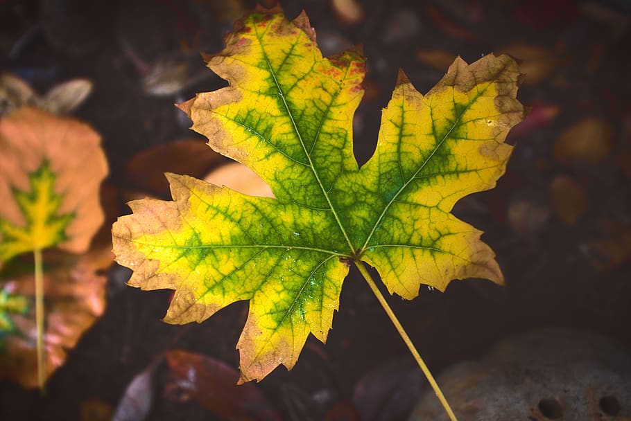 autumn, fall, foliage, leaf, leaves, nature, plant part, close-up HD wallpaper