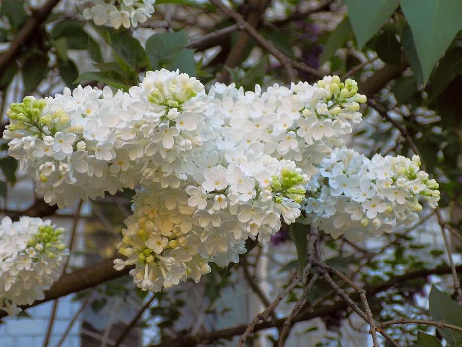 lilac, flowers, bloom, spring, bush, nature, plant, flora, sprig HD wallpaper
