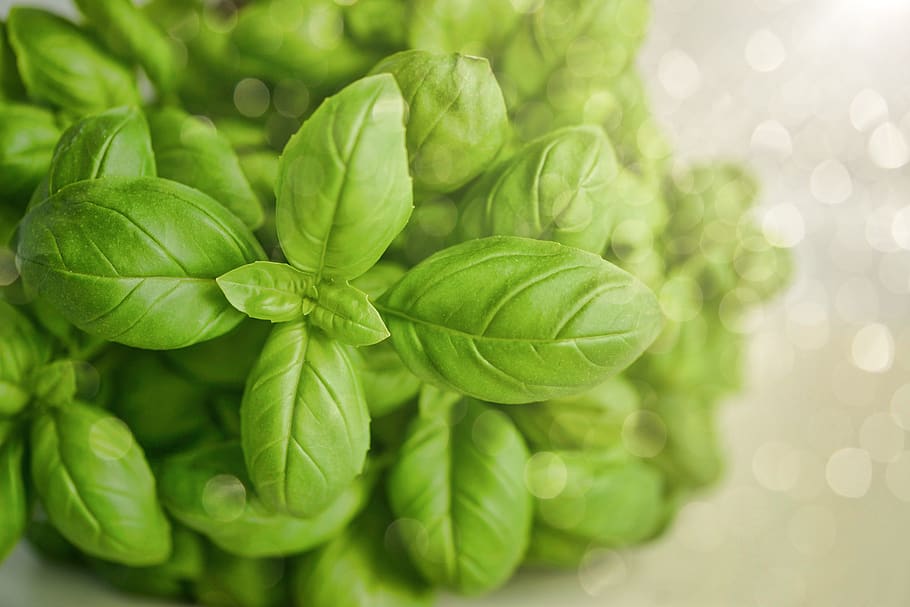 Selective Focus Photography of Green Basil Leaf, blur, close-up HD wallpaper