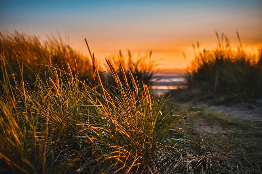 wildflower, beach, sunset, grass, red, blue, sky, path, track HD wallpaper