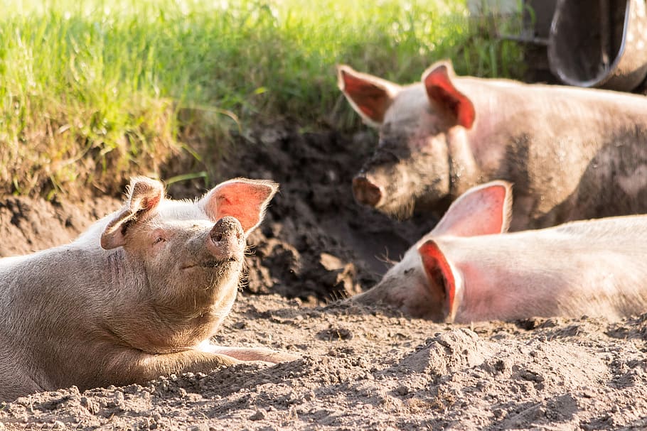 pigs, rooting, dirty, animals, happy, art fair, mammal, animal themes HD wallpaper