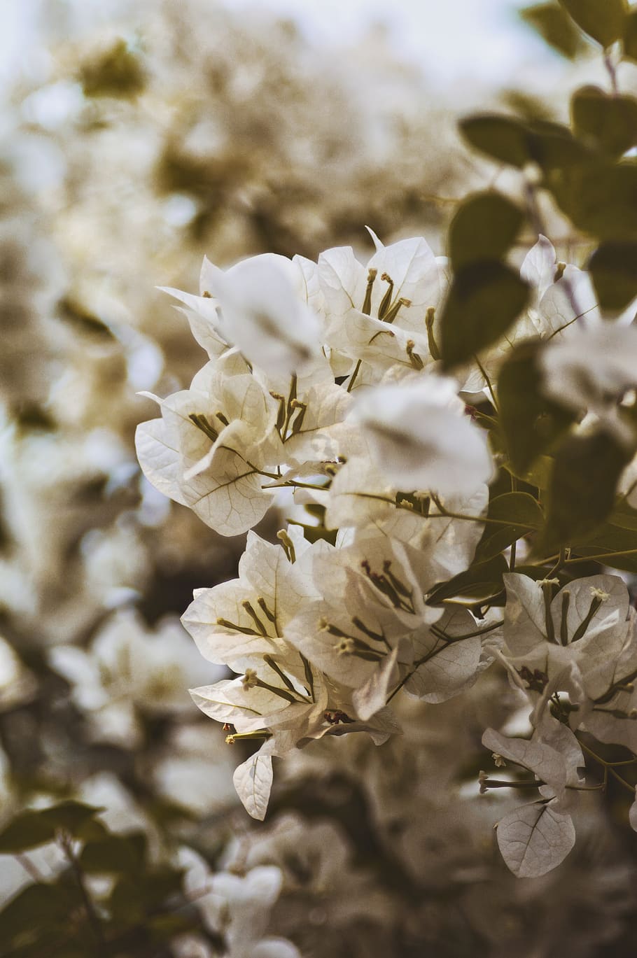 white-petaled flowers, plant, flowering plant, growth, beauty in nature HD wallpaper