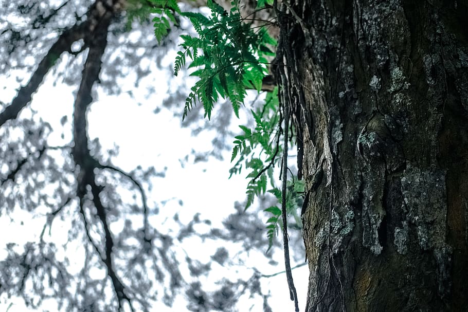 wood, nature, branches, trunk, bark, close -up, colors, daylight HD wallpaper