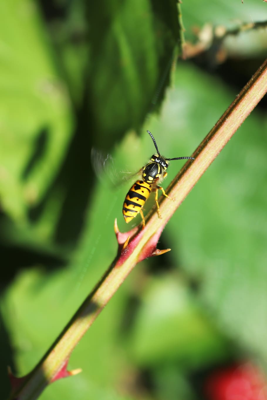 bee, thorn, branch, nature, plant, summer, sharp, prickly, green HD wallpaper