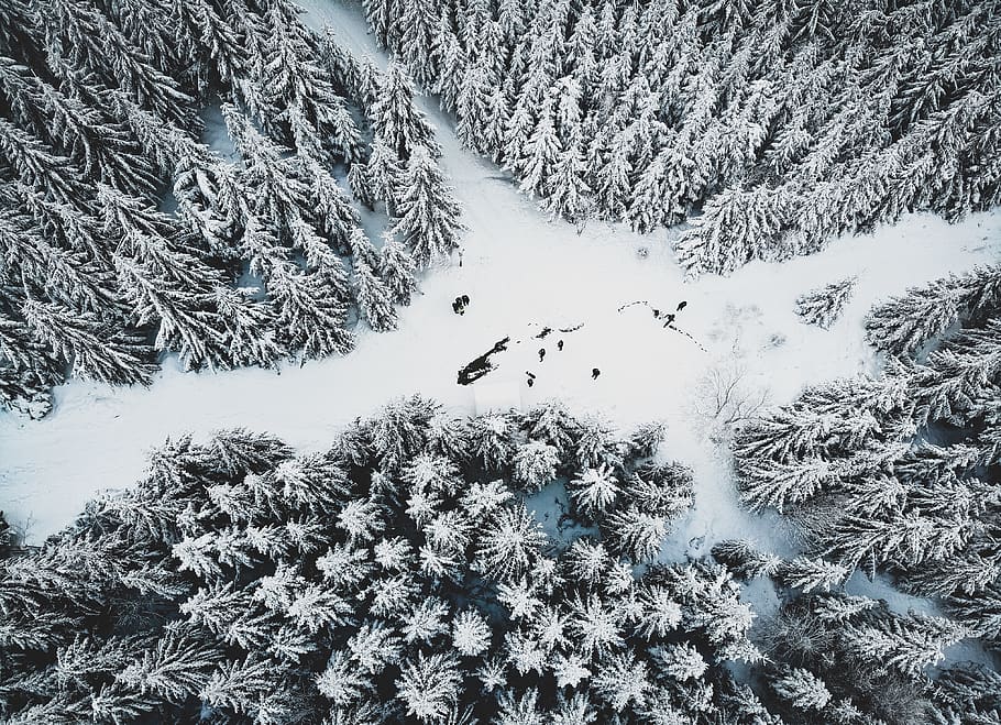 snow covered pine trees during day, plant, nature, fir, abies HD wallpaper