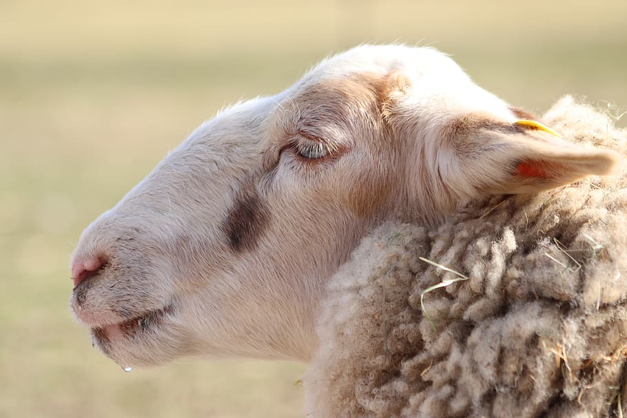 sheep, pet, livestock, wool, sheep's wool, sheepshead, animal themes HD wallpaper