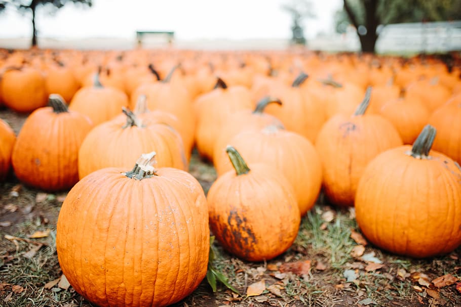 low-angle photography of pumpkins on ground, field, fall, autumn, HD wallpaper