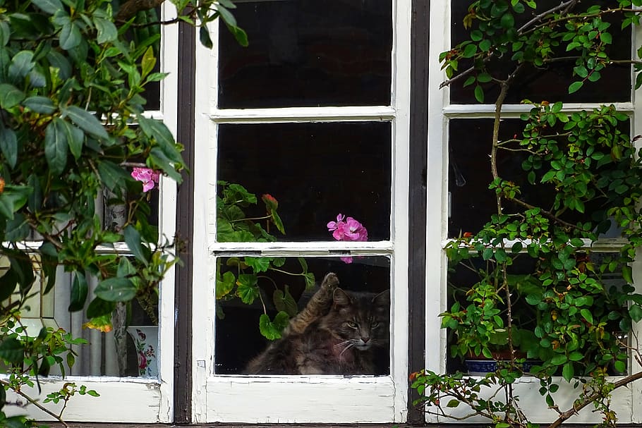 gray cat inside house, plant, window, growth, flowering plant HD wallpaper
